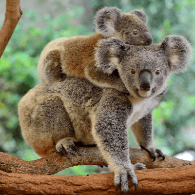 A Picture of a Koala