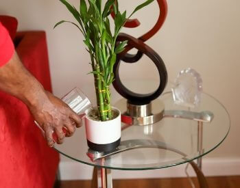 A picture of an indoor bamboo houseplant