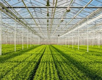 A picture of an industrial greenhouse