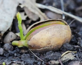 A picture of an oak tree seed germinating