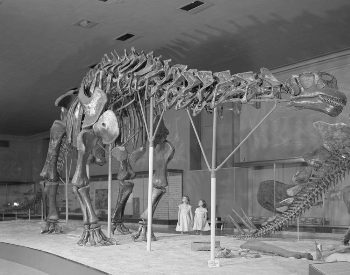An old photo of an Apatosaurus Museum Exhibit