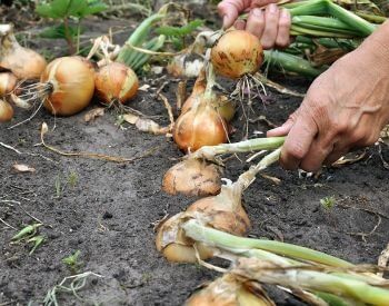 A picture of an onion root vegetable in soil