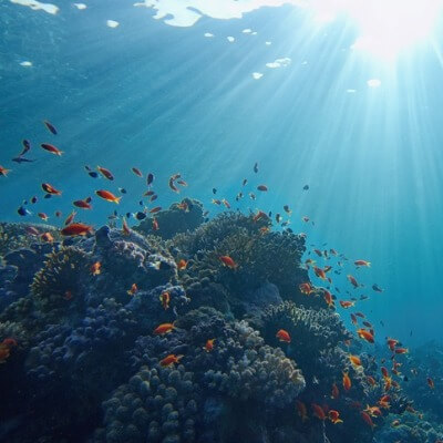 A picture of a Coral Reefs