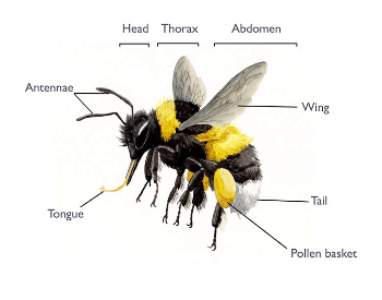 An anatomy diagram of a bumble bee