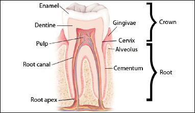 A diagram showing the anatomy of a human tooth