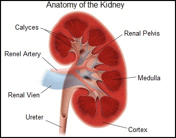 A diagram of the human kidney