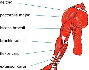 A diagram of the muscles in the human arms