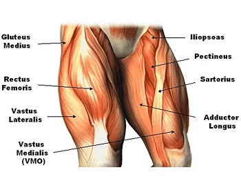 A diagram of the muscles in the human legs