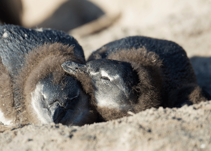 15 Baby African Penguin Facts
