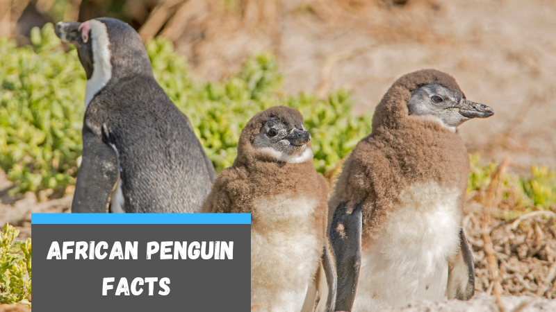 15 Baby African Penguin Facts