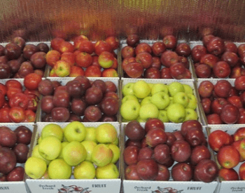 A picture of apples in the store