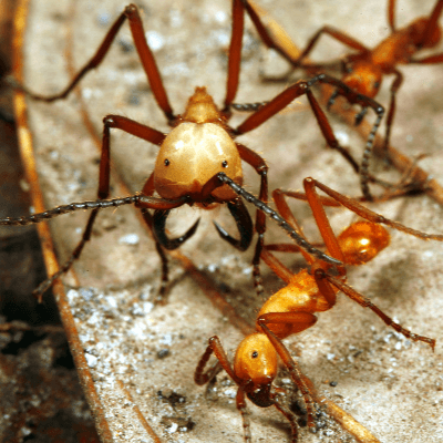 A Picture of a Army Ants