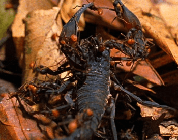 A picture of army ants attacking a scorpion