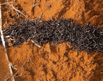 A picture of army ants moving in a column