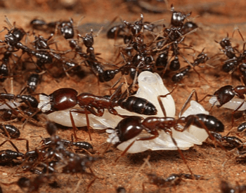A picture of Army Ants