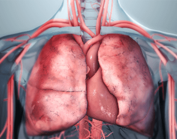 A diagram of the main arteries of the human lungs