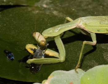 An Asian praying mantis (Hierodula tenuidentata) eating a guppy