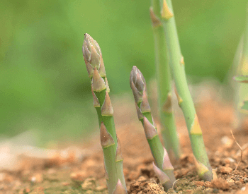A picture of asparagus growing in the ground