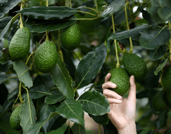 A picture of avocados being harvested
