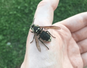 A picture of a bald-faced hornet on a hand
