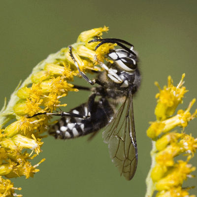 A picture of a bald-faced hornet