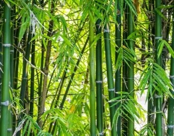 A picture of a forest with bamboo trees