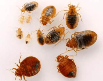 A picture of bed bug adults and nymphs