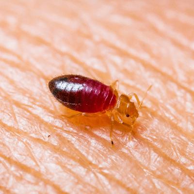 A Picture of a Bed Bug