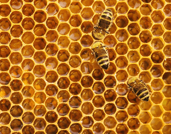 A picture of bees on a honey comb