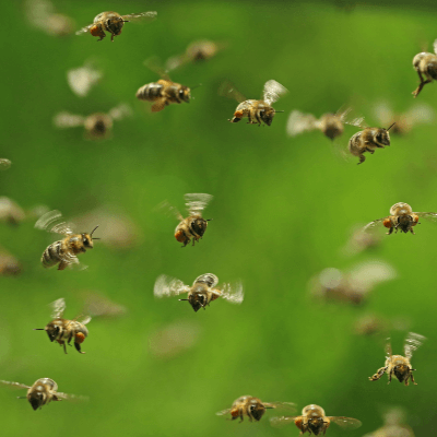 A Picture of Bees
