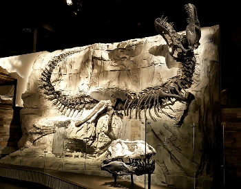 Black Beauty Tyrannosaurus Rex Skeleton At Royal Tyrrell Museum