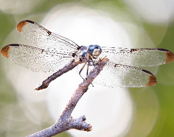 A photo of a blue dasher (Pachydiplax longipennis) dragonfly