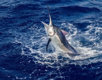 A picture of a blue marlin