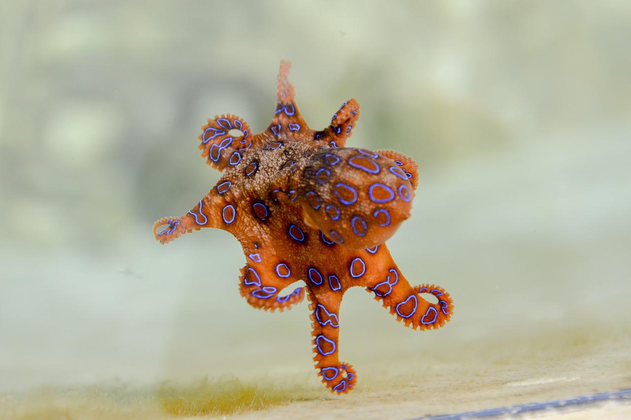 Blue Ringed Octopus Facts for Kids