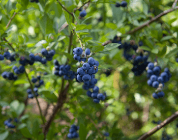 A picture of blueberries from Vaccinium corymbosum
