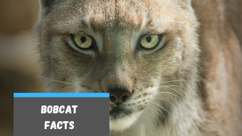 Bobcat Facts