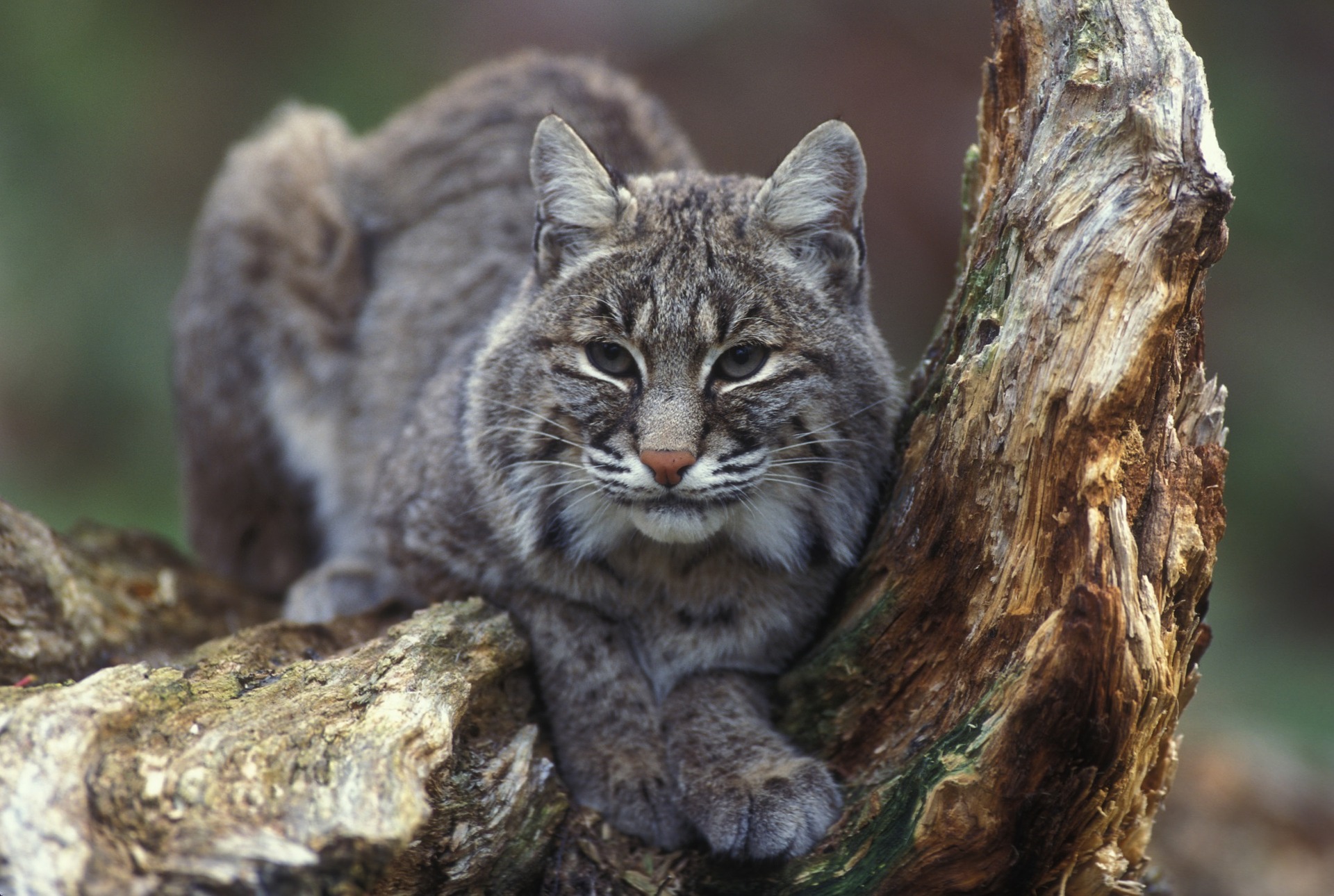 Bobcat Facts