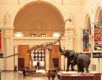 Brachiosaurus altithorax skeleton at the Chicago Field Museum
