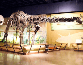 A photo of the Brontosaurus in the Cleveland Museum of Natural History.
