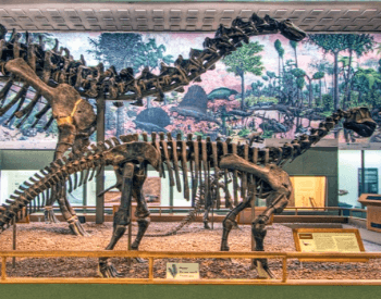 A photo of the Brontosaurus in the Yale Peabody Museum's Great Hall.