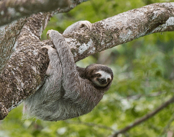 A picture of a brown-throated three-toed sloth (Bradypus variegatus)