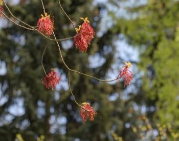 A picture of buds on a red maple tree in the spring