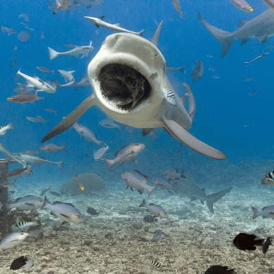 A Picture of a bull shark (Carcharhinus leucas)