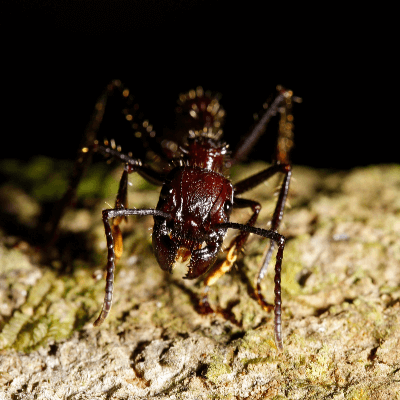 A Picture of a Bullet Ant (paraponera clavata)
