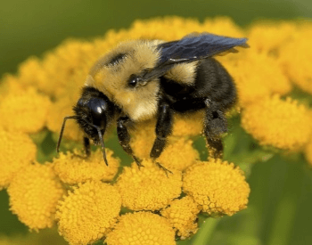 A picture of a bumble bee on a flower