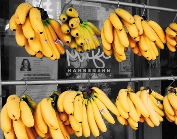 A picture of a few bunches of yellow bananas