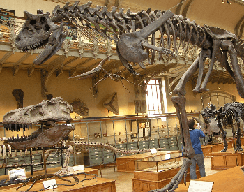 The Carnotaurus Exhibit at the French National Museum of Natural History