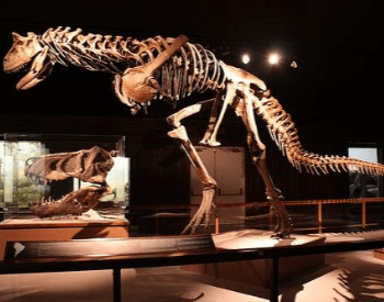 The Carnotaurus Exhibit at the Los Angeles Natural History Museum