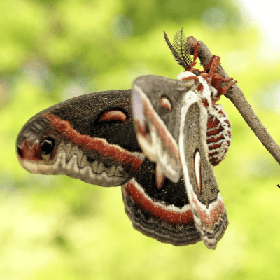 A Picture of a Luna Moth