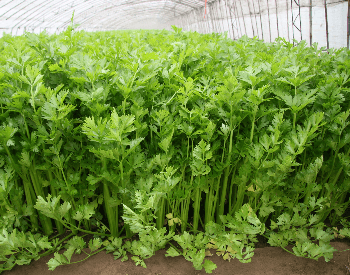 A picture of celery growing in a greenhouse